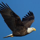 12SB6964 Bald Eagle